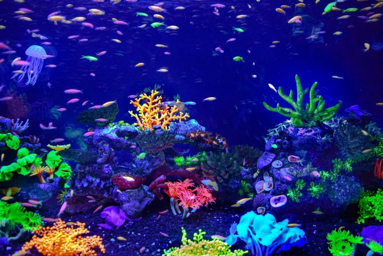 How Many Fish in a 29 Gallon Tank: The Ultimate Guide