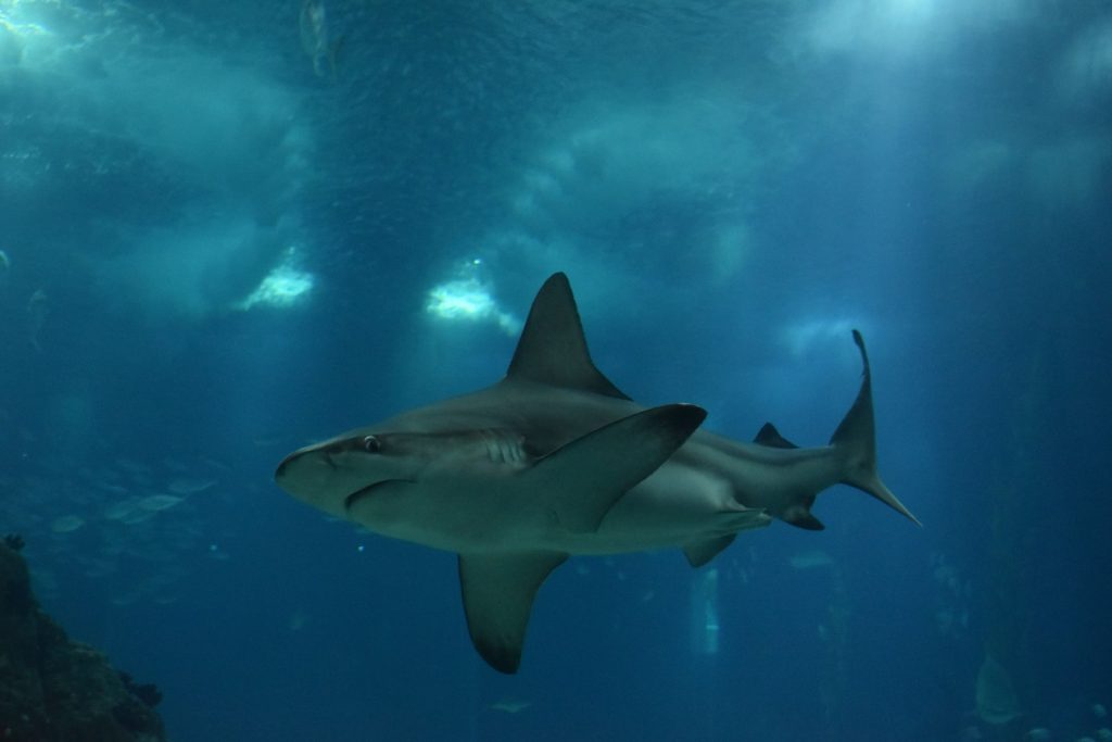a shark swimming in a large aquarium