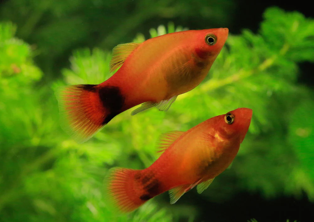 male and female platy