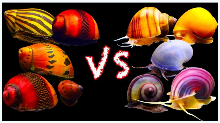 Nerite vs Mystery Snail: A Comparative Guide