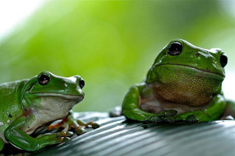 String of Frogs Care: A Comprehensive Guide