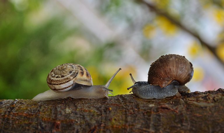 Mystery Snails vs Apple Snails: A Comprehensive Comparison