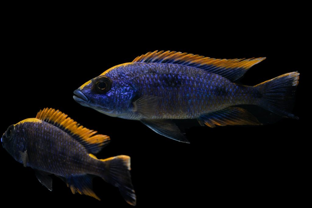 blue and yellow fish in water