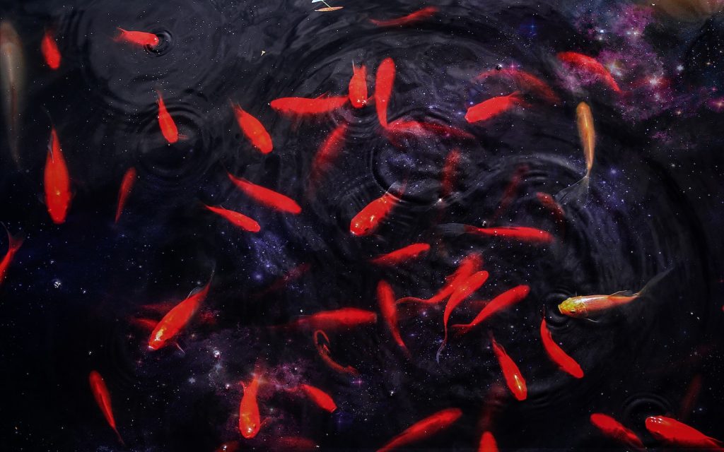 school of red fish