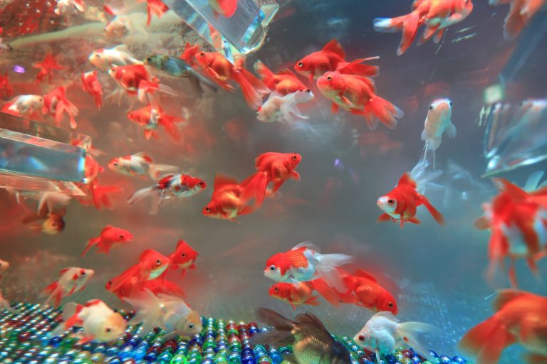 Do Goldfish Need Friends: Unlocking the Social Life of Your Aquatic Companions