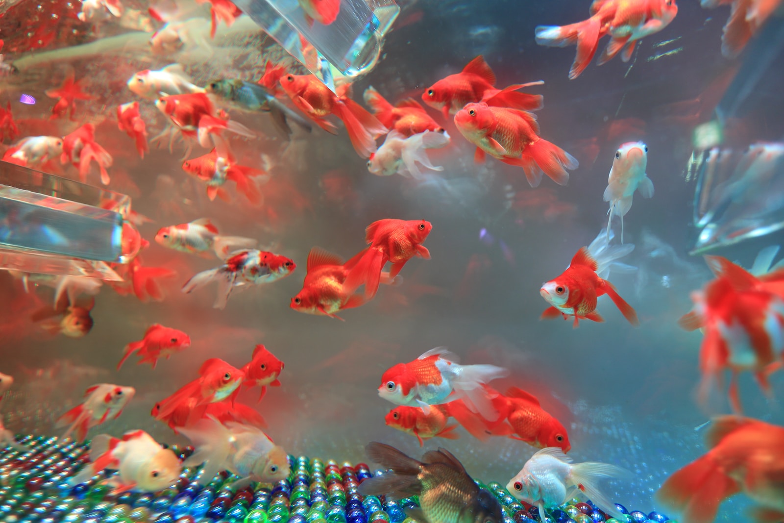 school of red gold fish