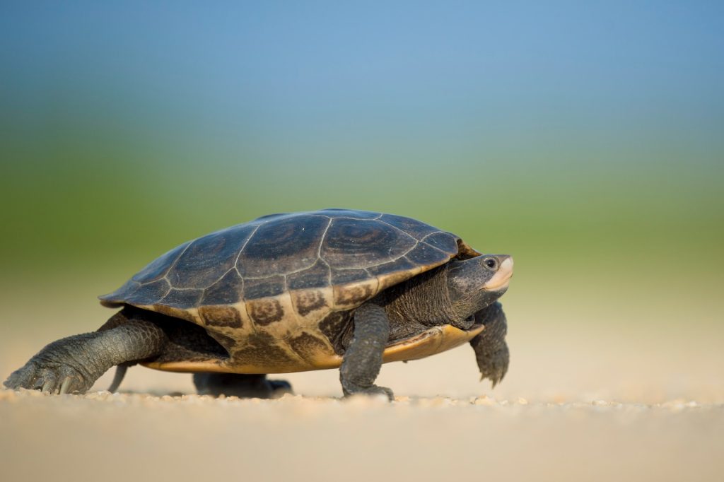 focused photo of a sea turtle walking on the seashore