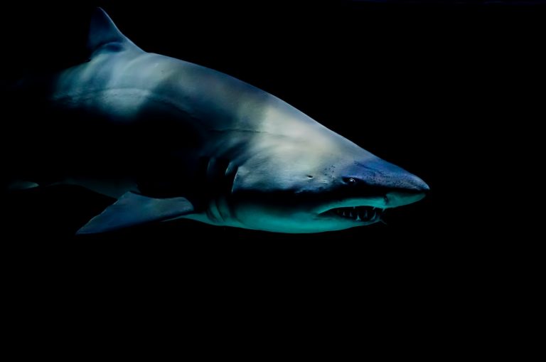 Iridescent Shark for Sale: Your Guide to Exquisite Aquatic Beauties