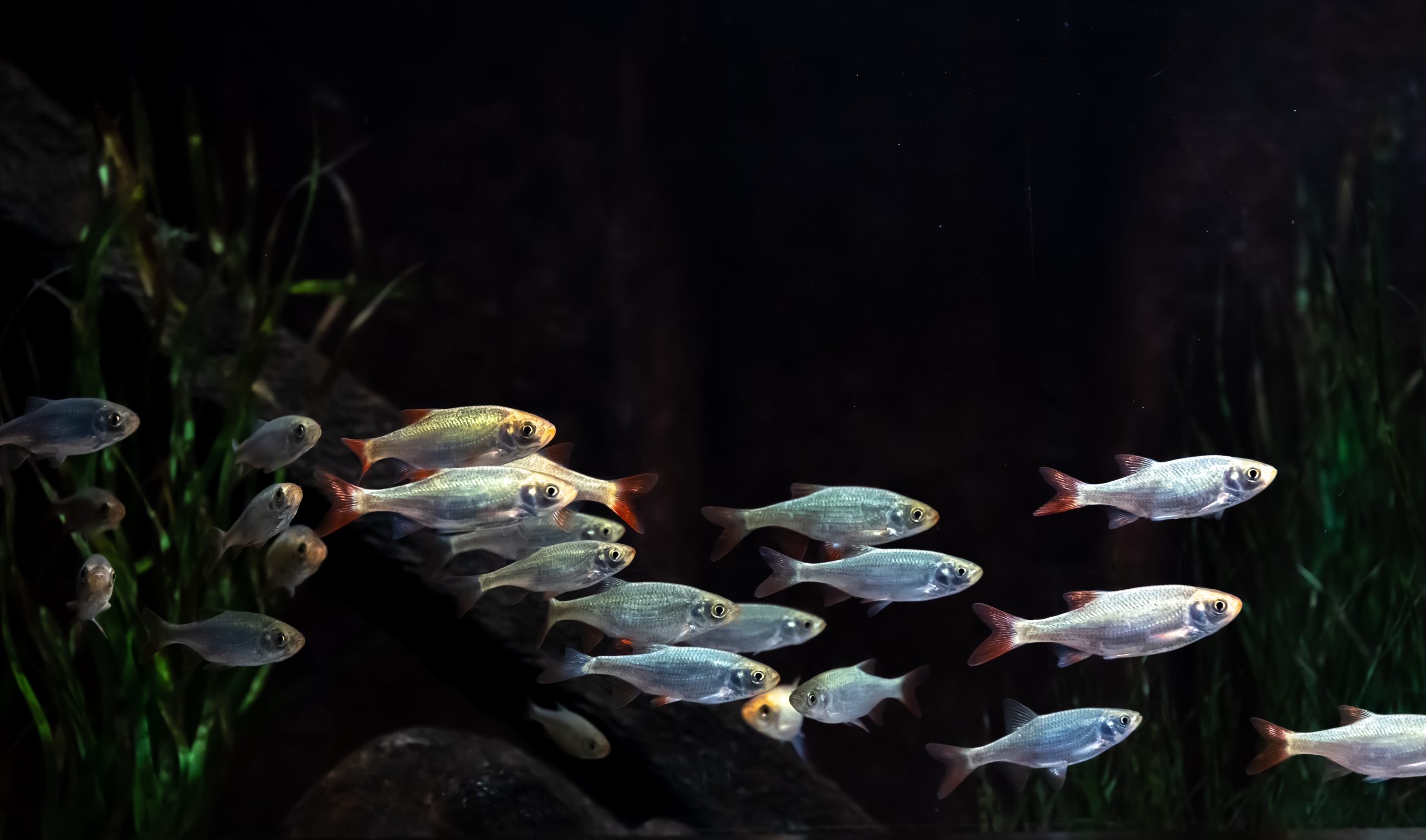 Small silver fish in an aquarium on a black background.