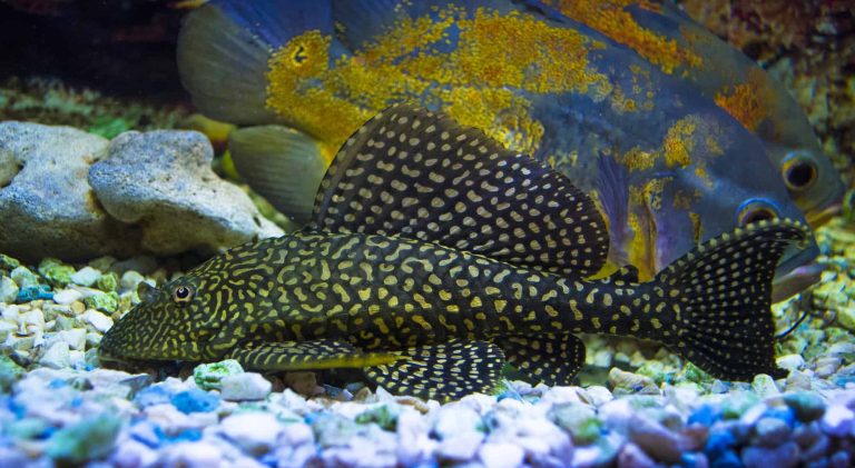 Can Pleco Live with Betta: A Comprehensive Guide