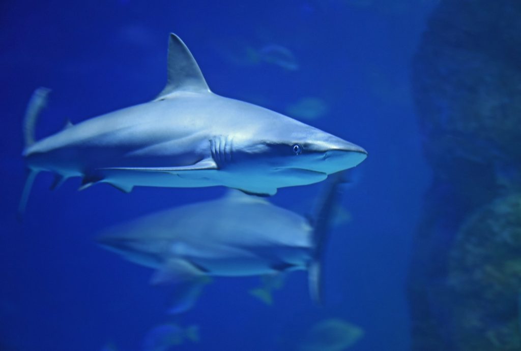 underwater photography of shark