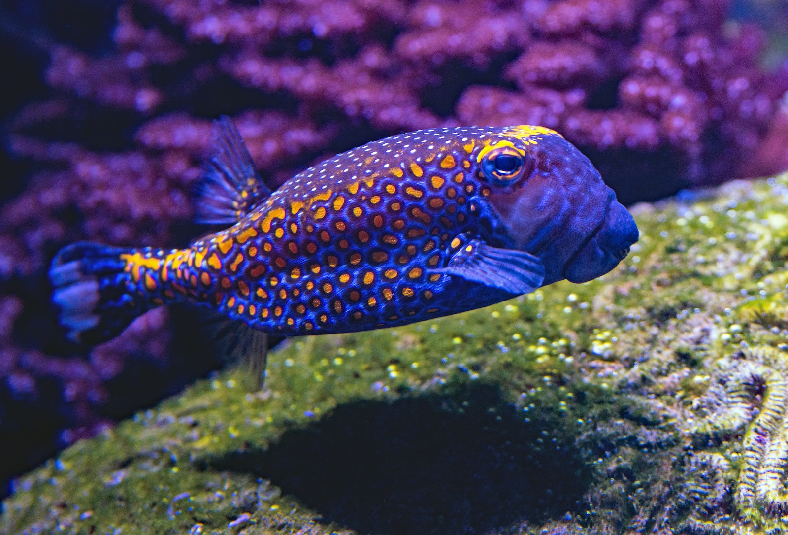 blue and yellow fish swimming underwater