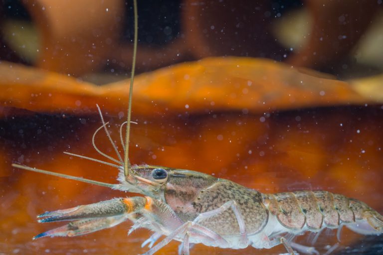 Do Shrimp Need a Filter: Ensuring a Healthy Aquarium Environment