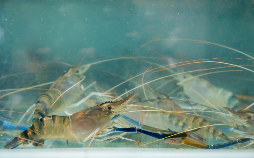 Many River prawns in glass tank, focus selective.