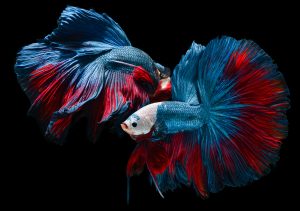 Red and blue fighting fish with black background.