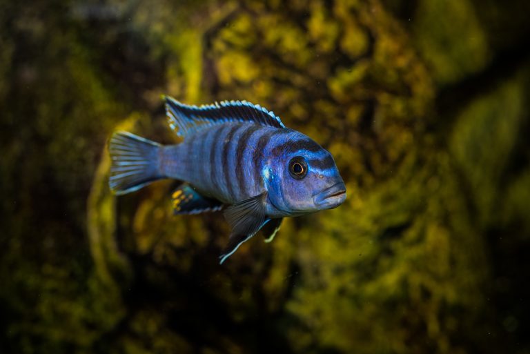 Electric Blue Acara for Sale: Your Guide to Exquisite Aquarium Fish