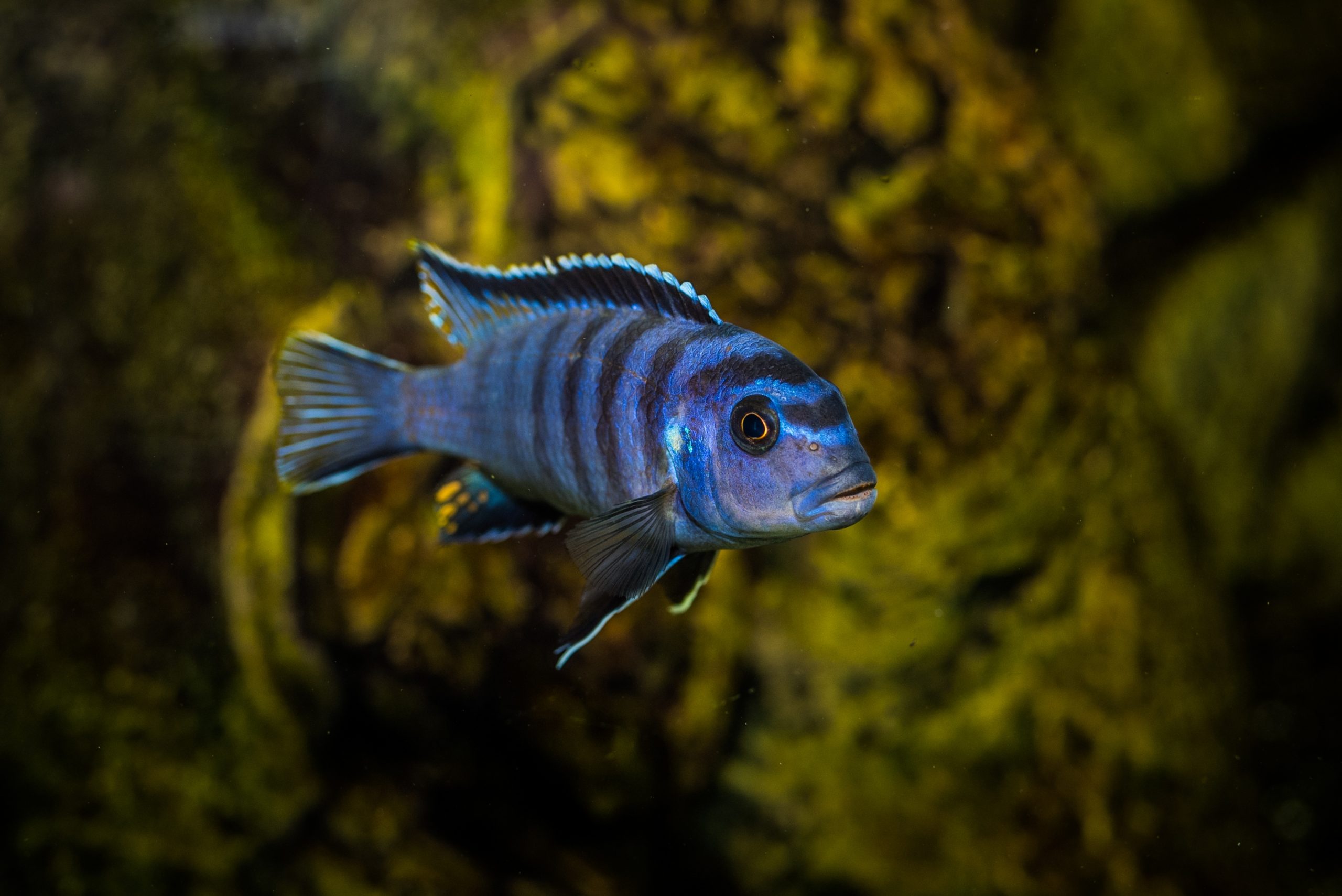 Selective shot of the aquarium blue with black patterns Cichlidae fish