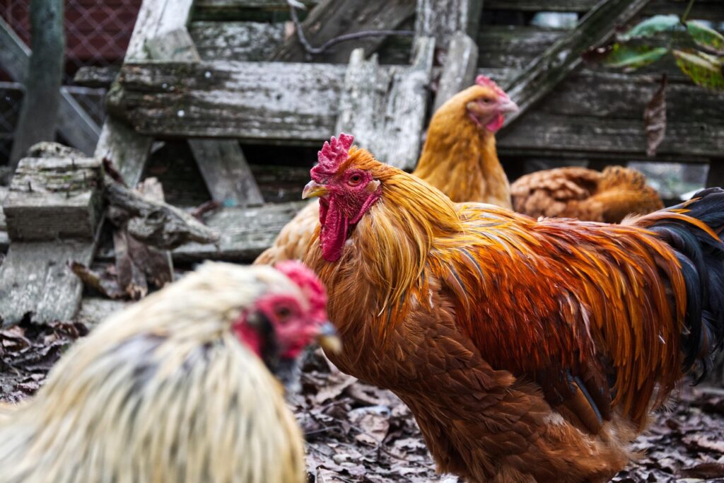 Gaano karami ang tamang dami ng pagkain depende sa edad at kondisyon ng manok?