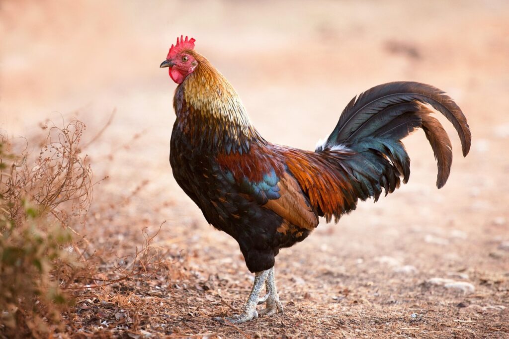 Tamang Timbang at Kondisyon ng Manok Bago ang Laban