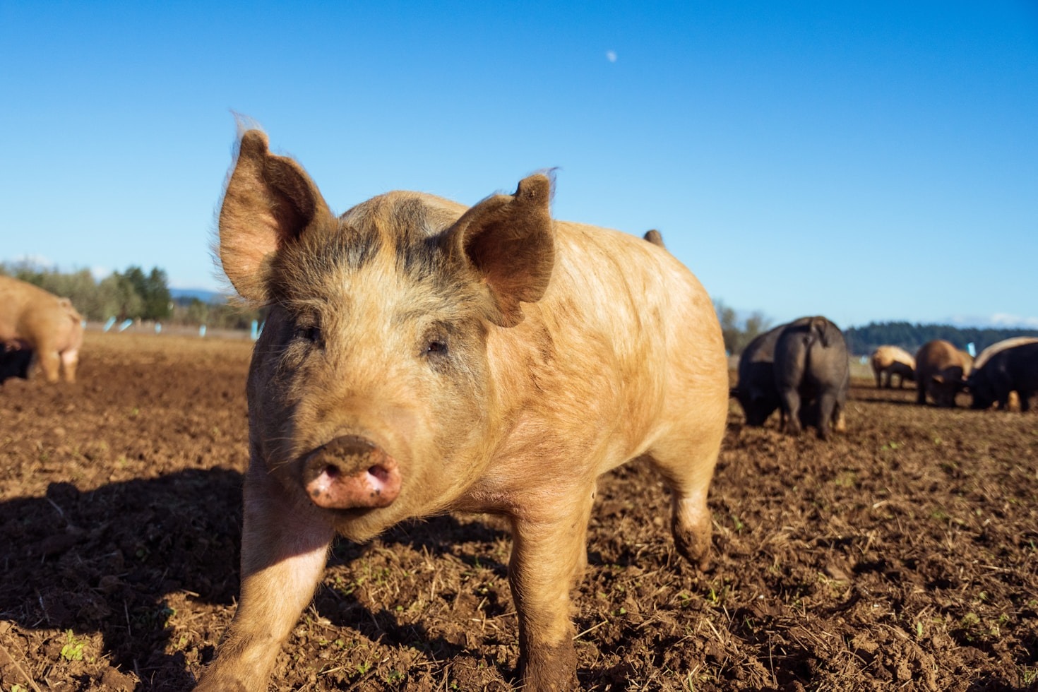 How to Create a Balanced Feed for Your Animals