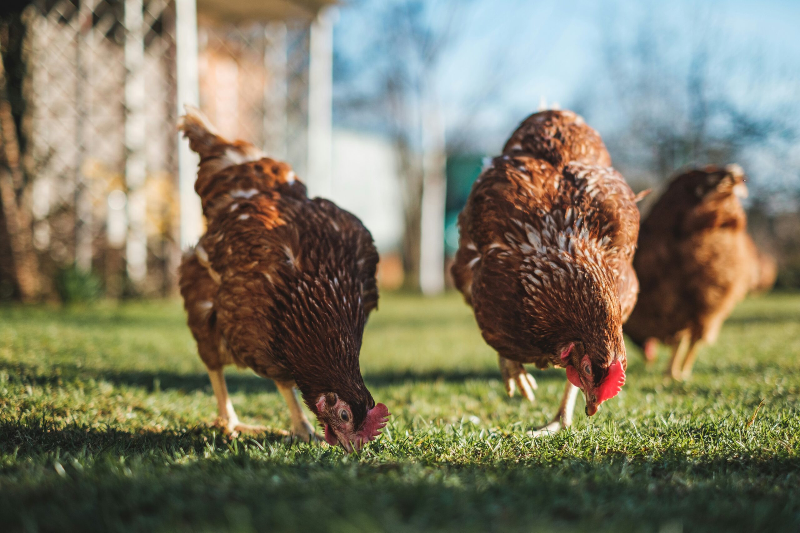 Gaano Karami ang Tamang Dami ng Pagkain Depende sa Edad at Kondisyon ng Manok? | Expert Guide