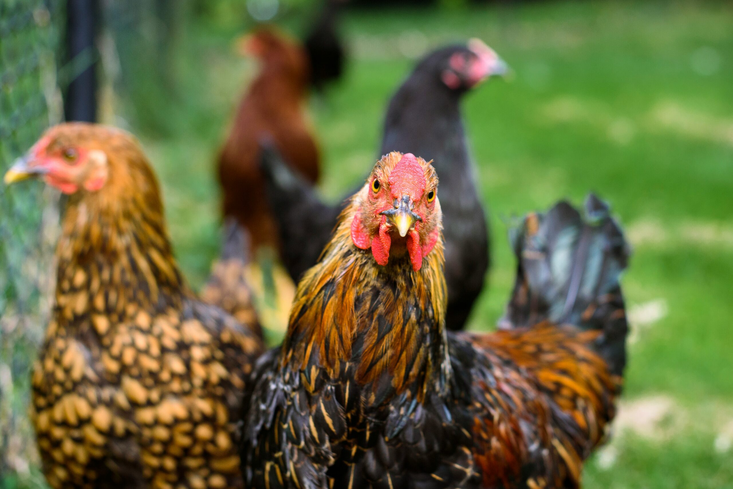 Mga Teknik sa Pagpapalakas ng Resistensya ng Manok Panabong: 7 Mabisang Paraan