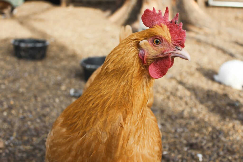 Tamang Timbang at Kondisyon ng Manok Bago ang Laban