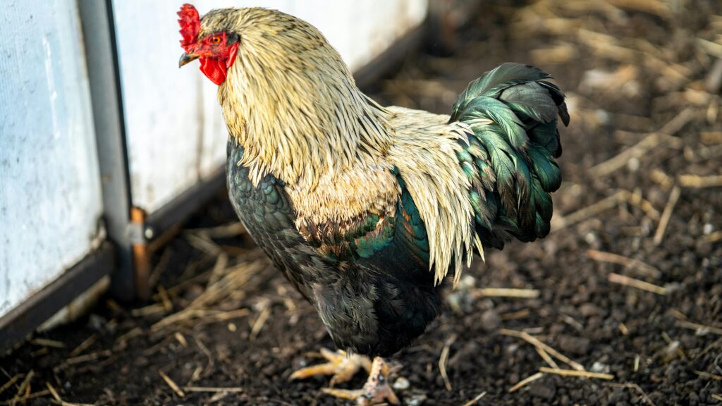 Paano makakatulong ang protina at carbohydrates sa paglakas ng manok?