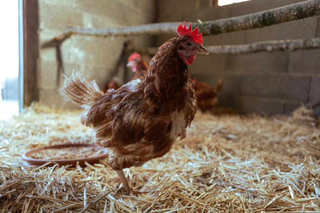 Tamang Timbang at Kondisyon ng Manok Bago ang Laban