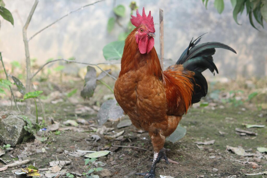 Gaano karami ang tamang dami ng pagkain depende sa edad at kondisyon ng manok?