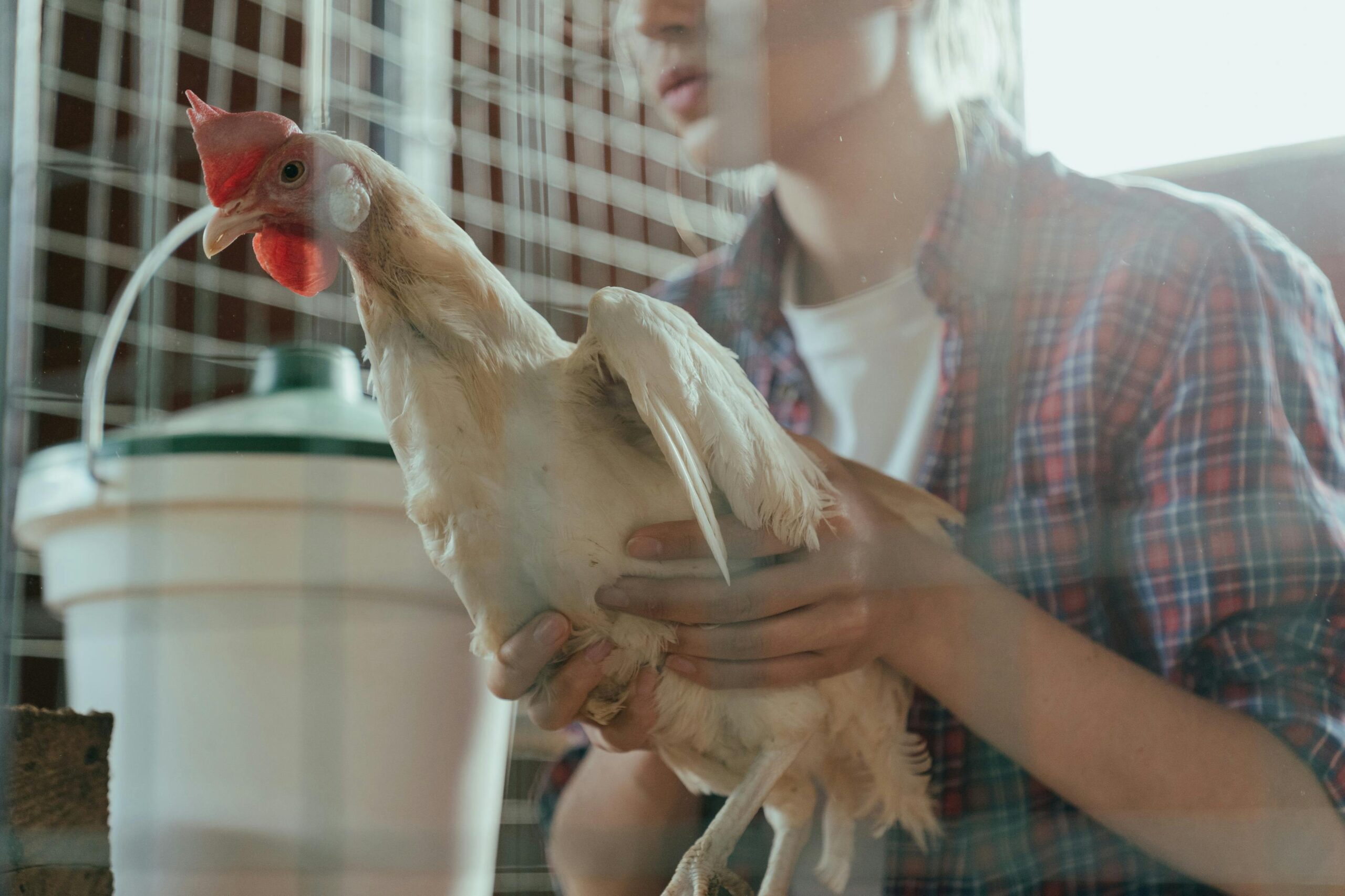 Vitamin at Supplements Para sa Pangsabong na Manok: Pinakamahusay na Mga Opsyon para sa Matibay at Malusog na Mandirigma