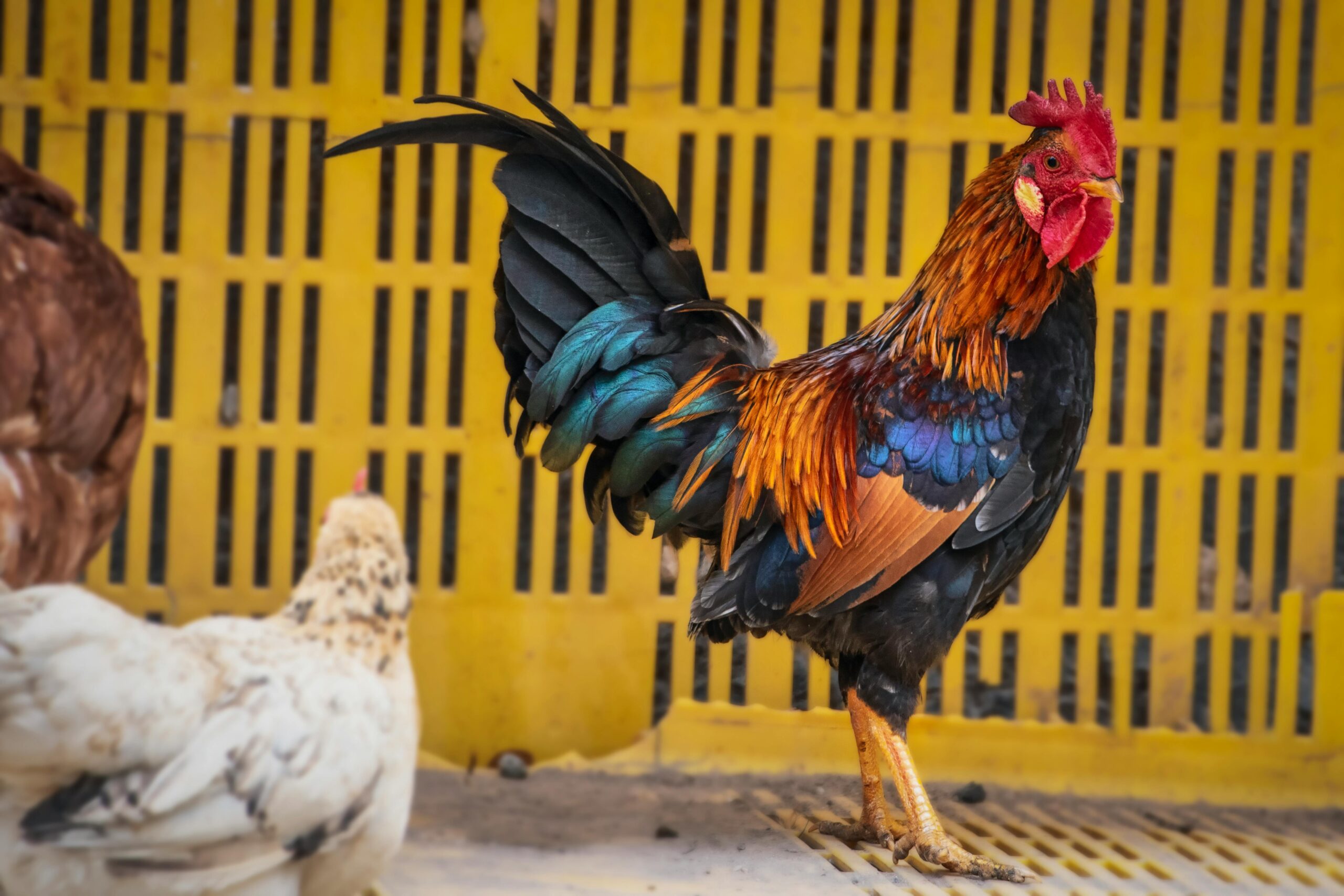 How to tell a rooster from a hen at 1 week