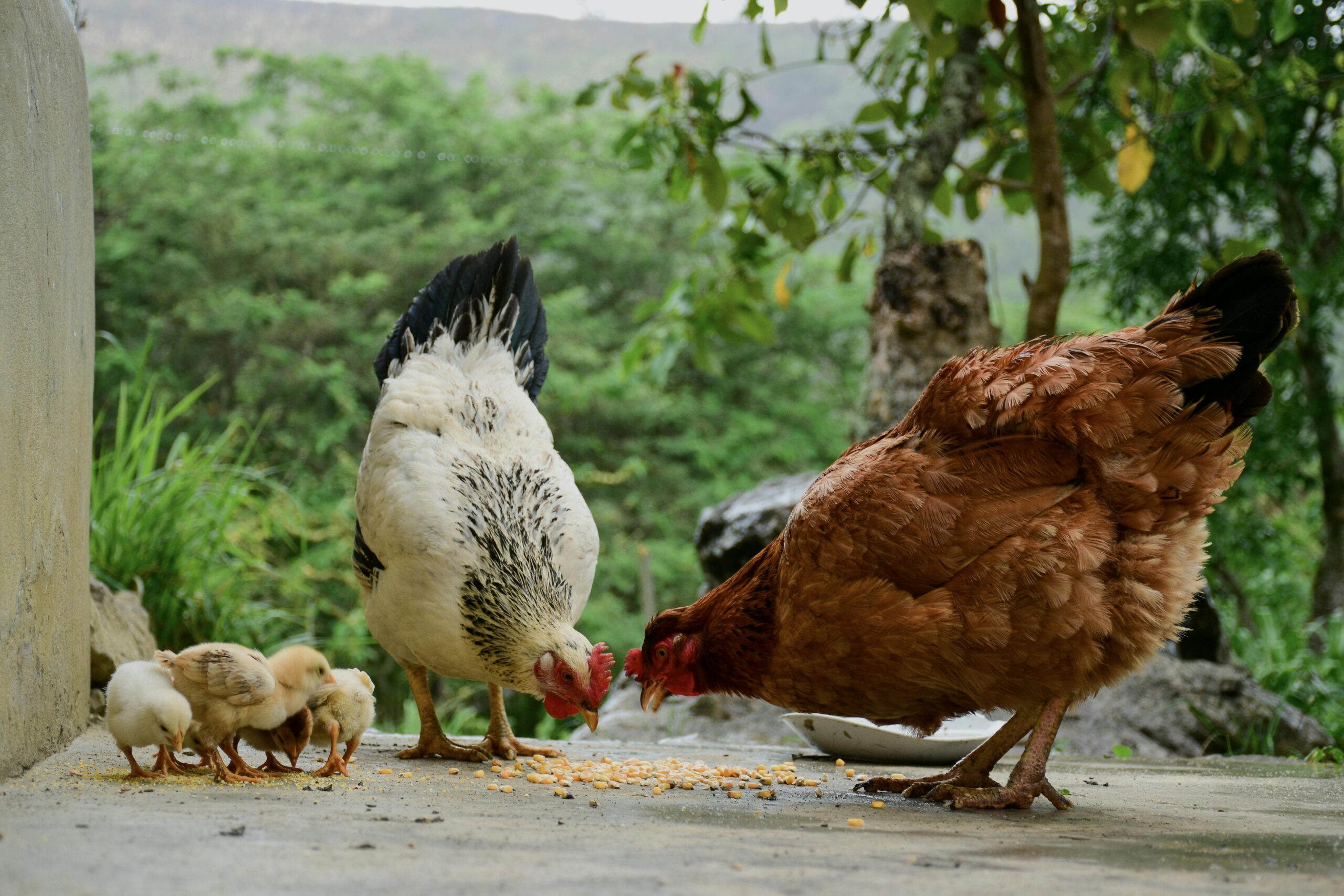 Tamang Pagpapakain at Diet Plan ng Manok: Ultimate Guide para sa Mas Malusog at Mas Matibay na Alaga