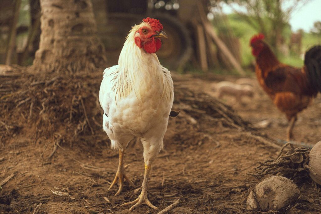 Pinakamahusay na Uri ng Pagkain para sa Iba’t Ibang Yugto ng Buhay ng Manok