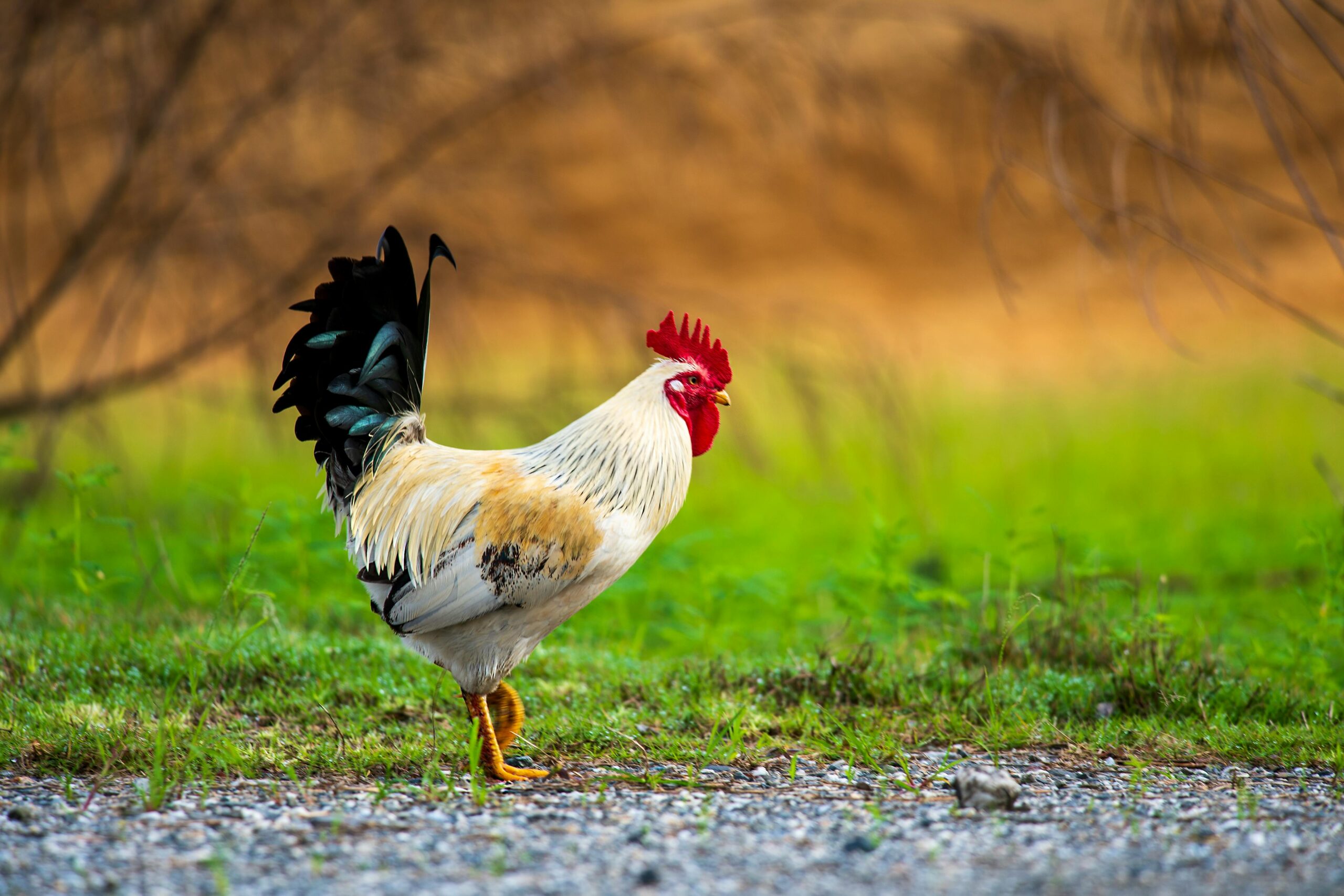 Paano Mapapabilis ang Recovery Gamit ang Tamang Pagkain at Supplements sa Manok? (Ultimate Guide 2025)