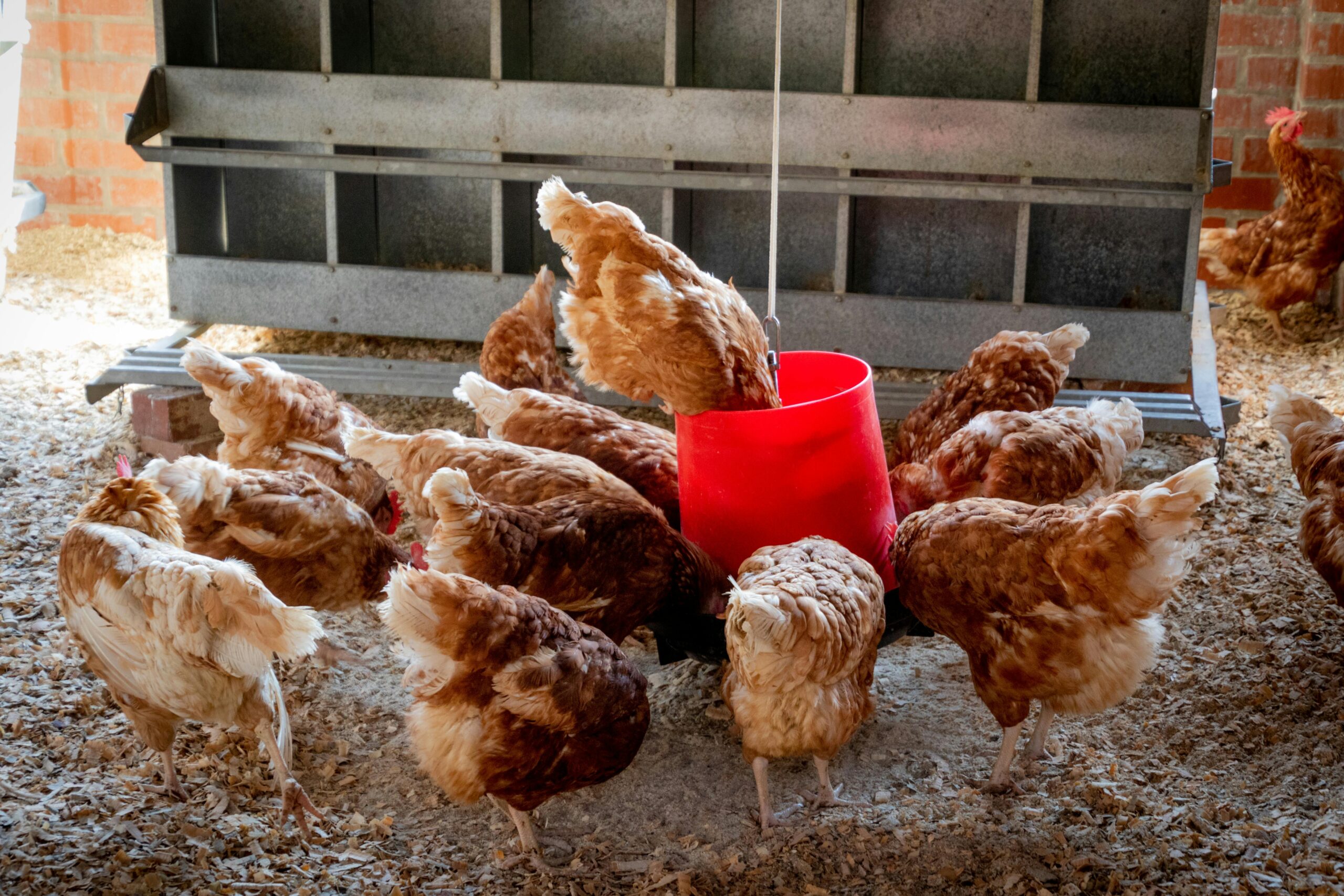 Mga Natural na Alternatibo sa Vitamins at Supplements ng Manok para sa Mas Malusog na Alaga