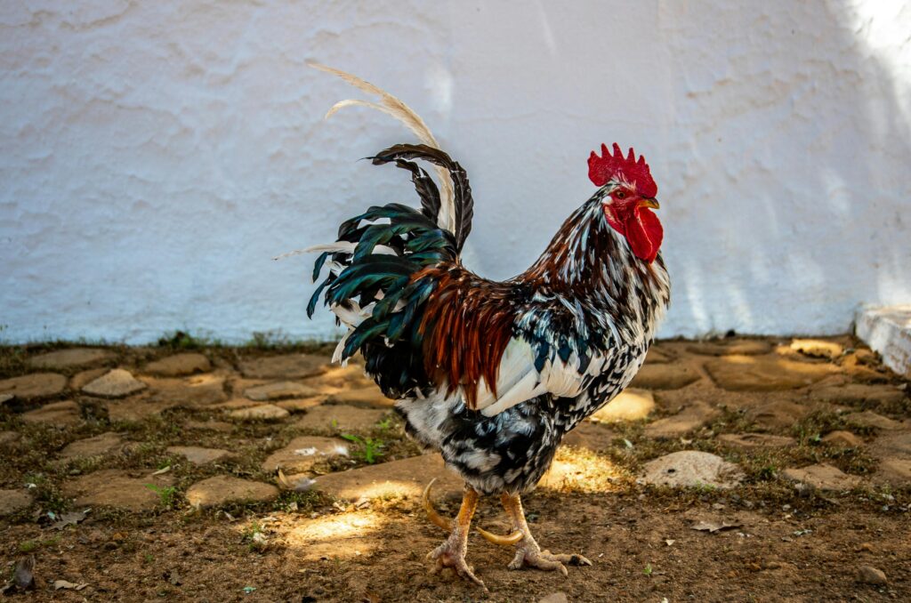 Pinakamahusay na Uri ng Pagkain para sa Iba’t Ibang Yugto ng Buhay ng Manok