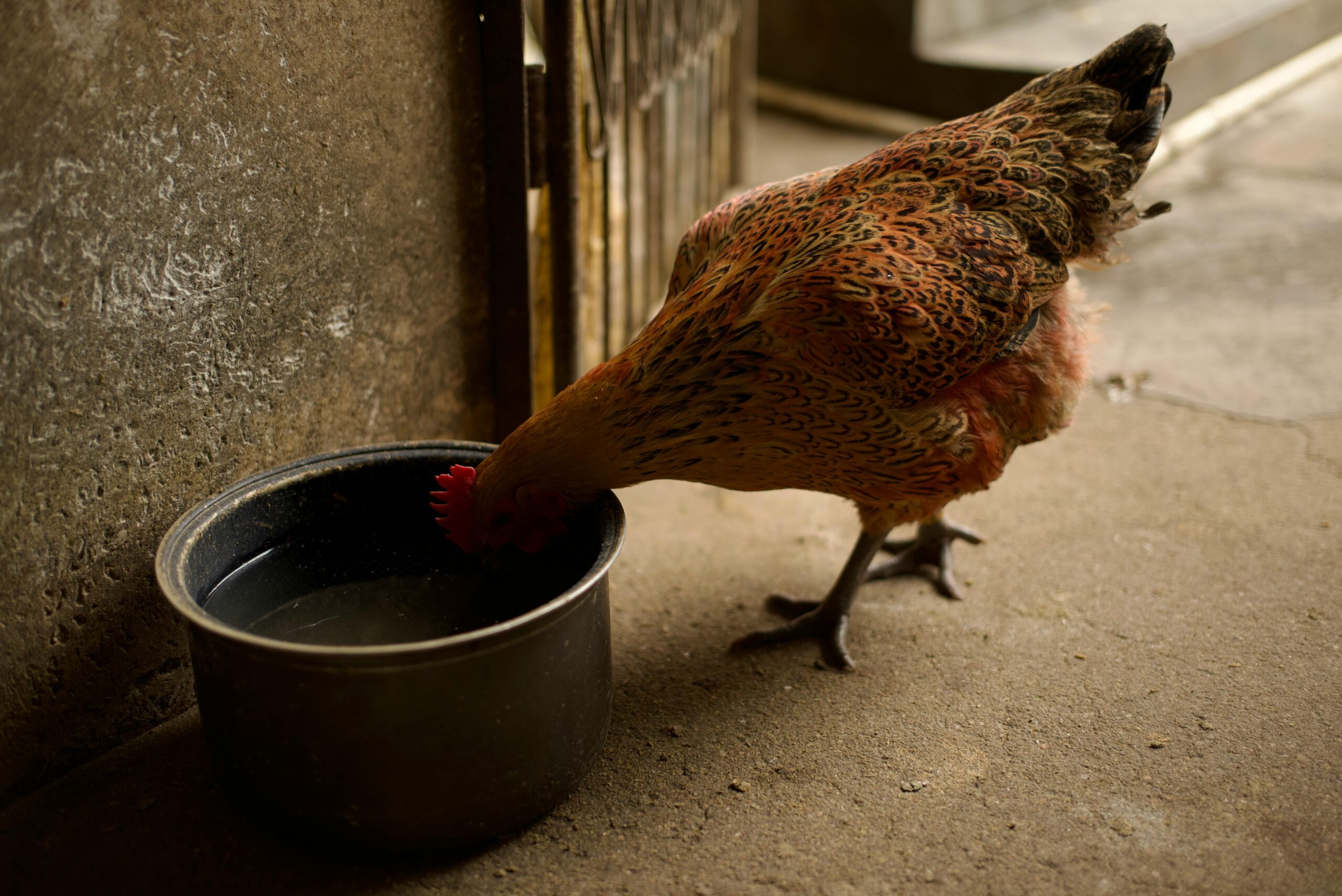 Hydration at Tamang Pagbibigay ng Tubig sa Manok Panabong: Mahahalagang Teknik at Gabay