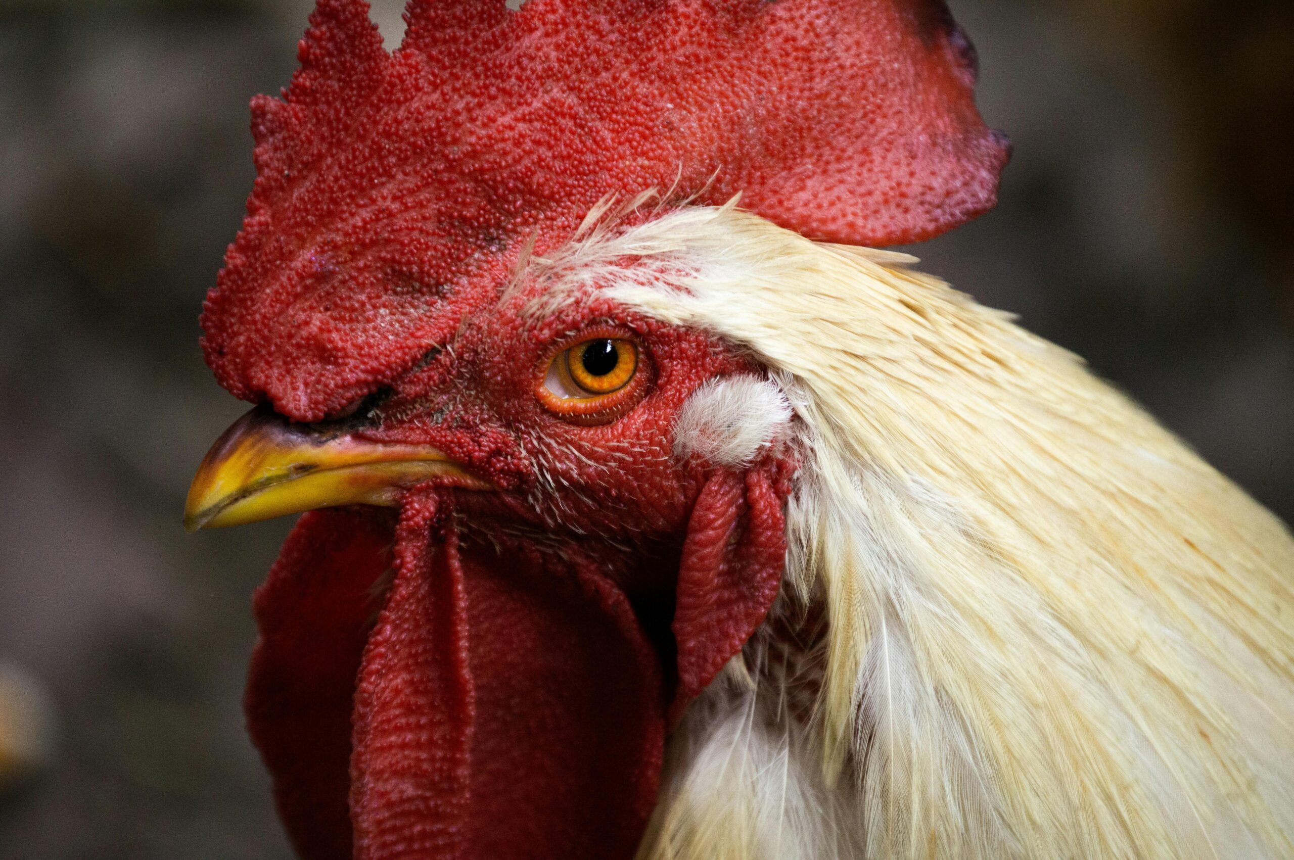 Anong Drills ang Epektibo para sa Mas Mabilis na Pag-iwas at Pag-atake ng Pansabong na Manok? (Ultimate Guide)
