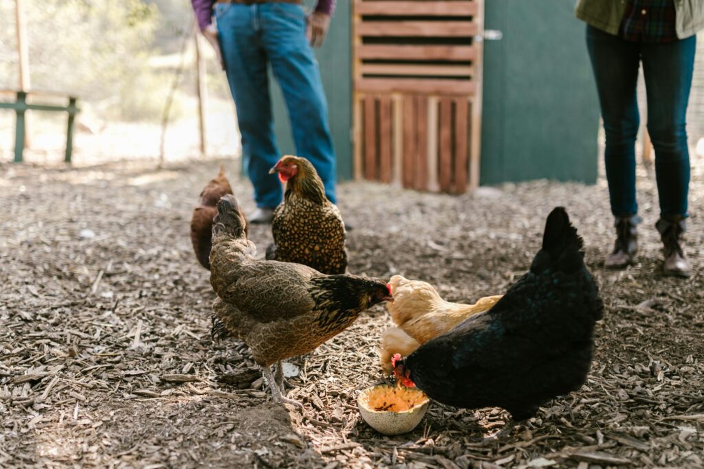 Tamang Timbang at Kondisyon ng Manok Bago ang Laban