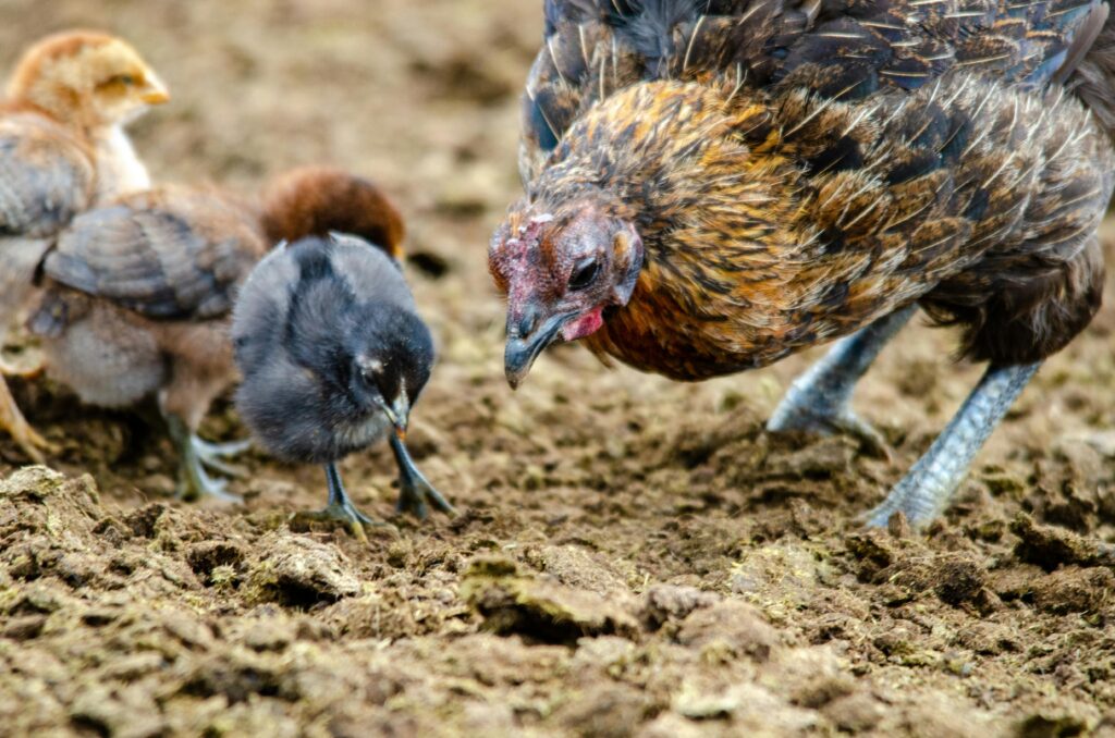 Pinakamahusay na Uri ng Pagkain para sa Iba’t Ibang Yugto ng Buhay ng Manok