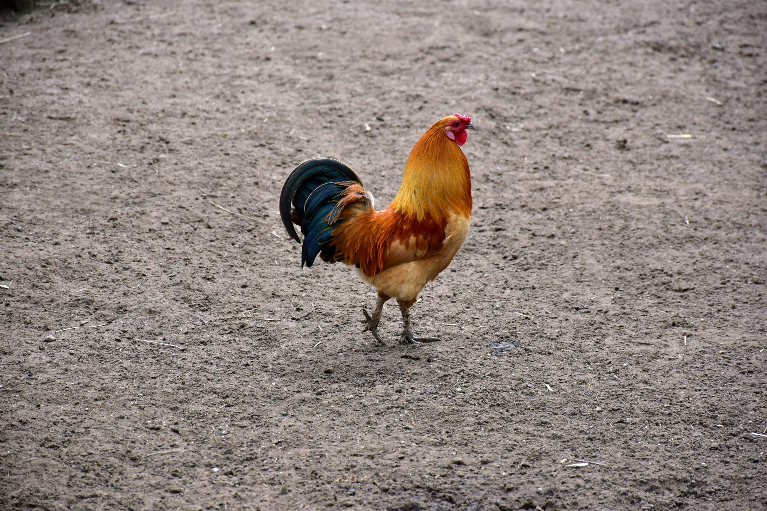 Tamang Ehersisyo para sa Lakas ng Pakpak at Palo ng Manok + 7 Ekspertong Teknik