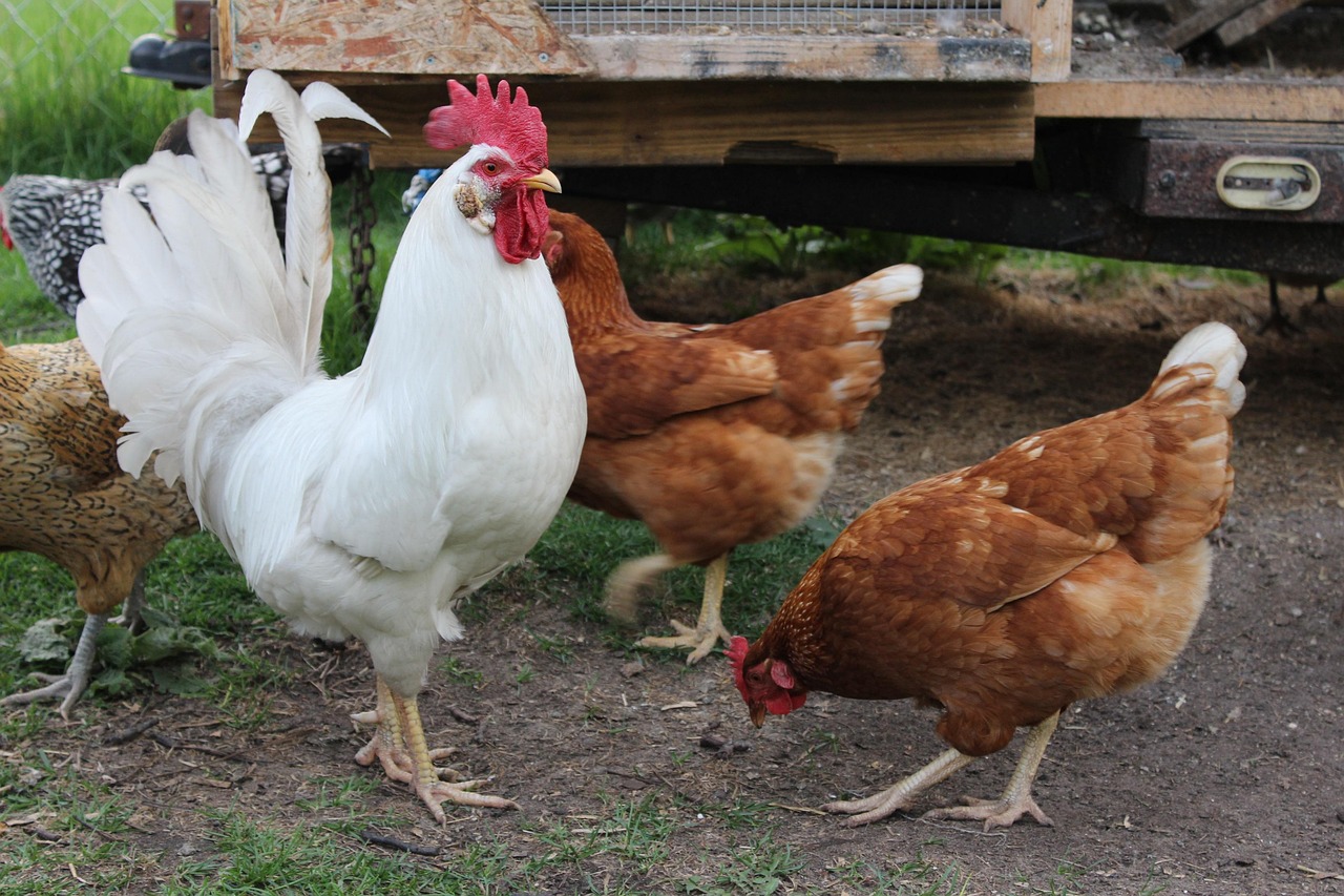 Pinakamahusay na Uri ng Pagkain para sa Iba’t Ibang Yugto ng Buhay ng Manok + Expert Tips + 7 Key Nutrients