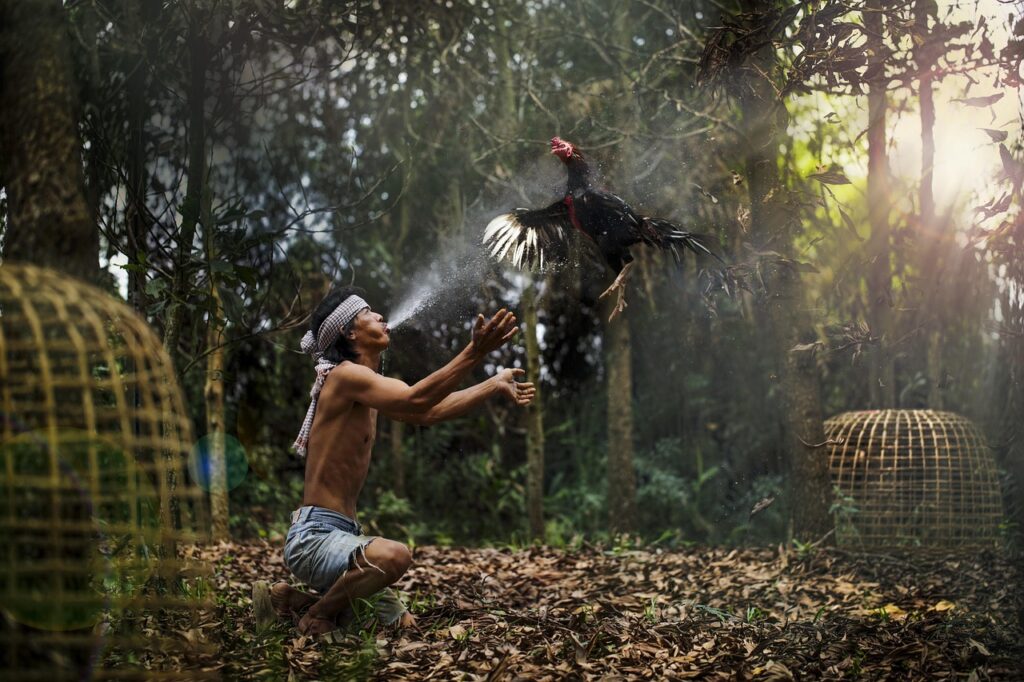 Hydration at Tamang Pagbibigay ng Tubig sa Manok Panabong