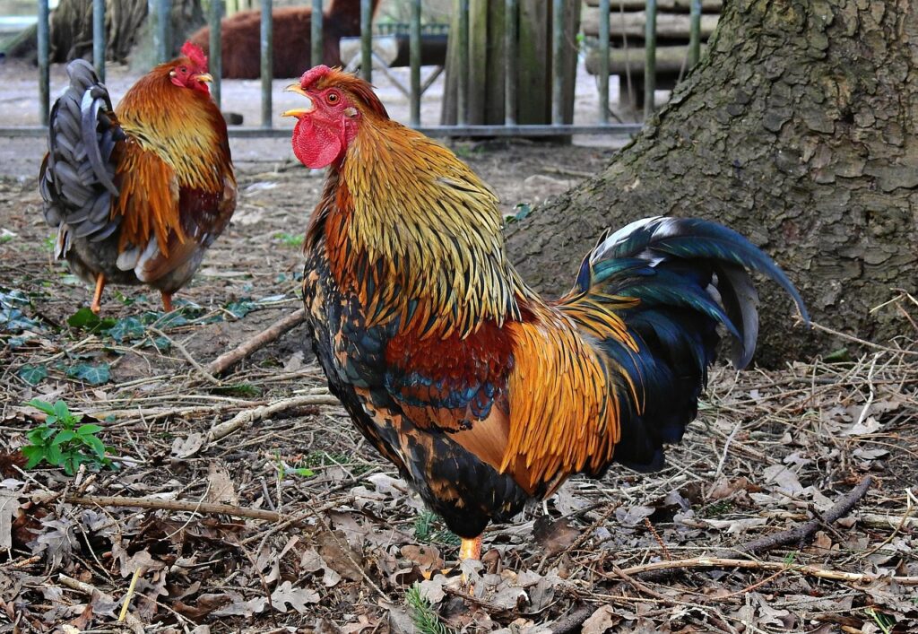 Gaano karami ang tamang dami ng pagkain depende sa edad at kondisyon ng manok?