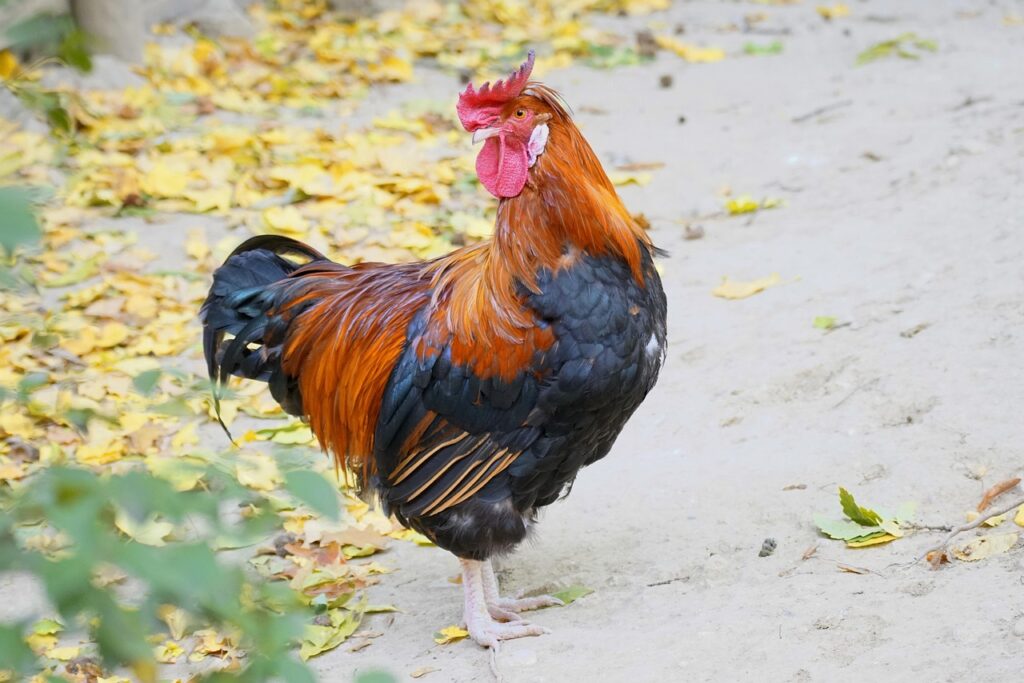 Gaano karami ang tamang dami ng pagkain depende sa edad at kondisyon ng manok?