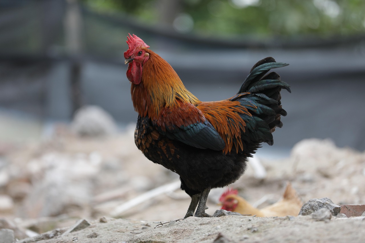 Tamang Timbang at Kondisyon ng Manok Bago ang Laban: Ultimate Gabay sa Tagumpay