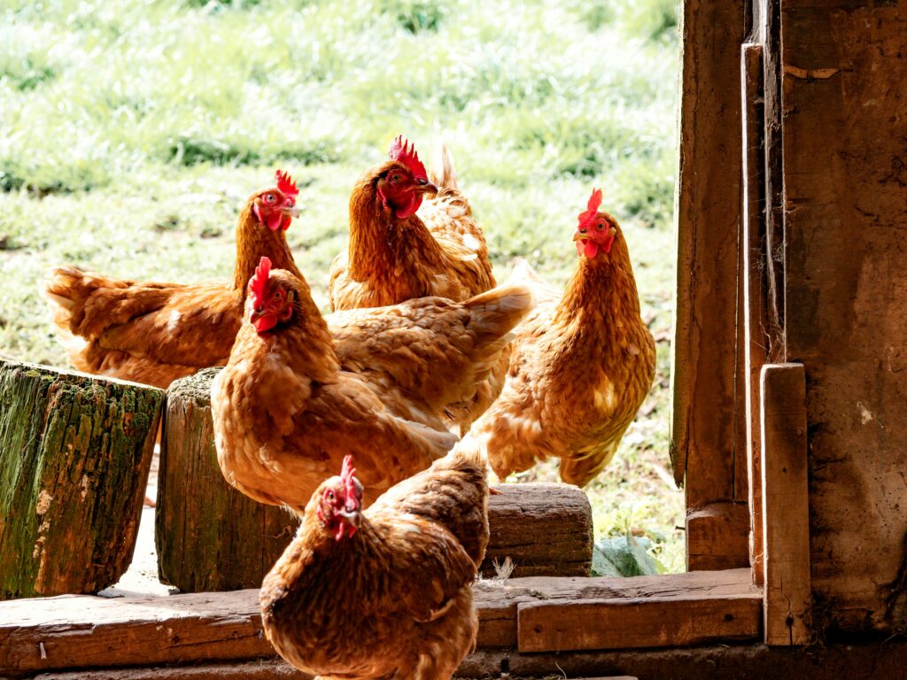 Difference between a chicken and a rooster