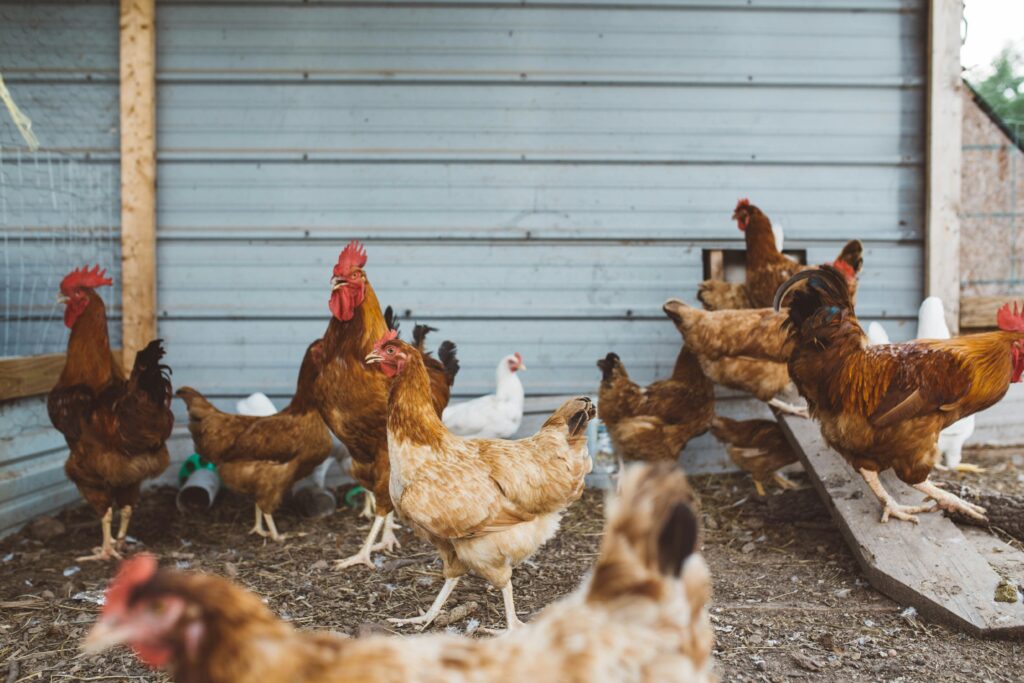 Difference between a chicken and a rooster