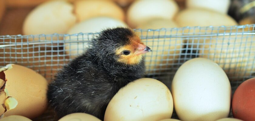21 days of chicken egg development